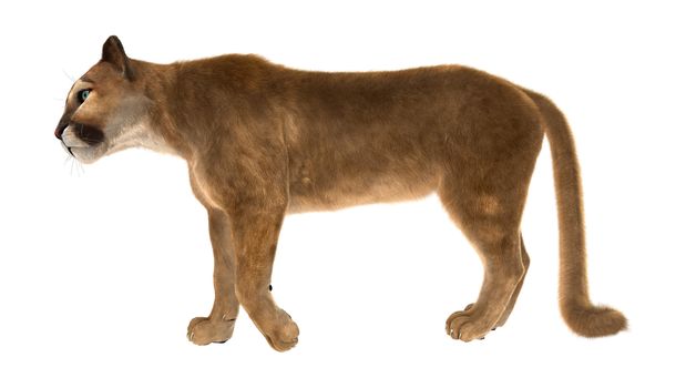 3D digital render of a big cat puma walking isolated on white background