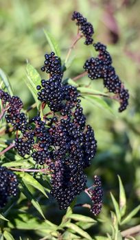 Picture of a bush with clusters of elderberry fruit