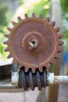 Old gear and worm (worm gear)