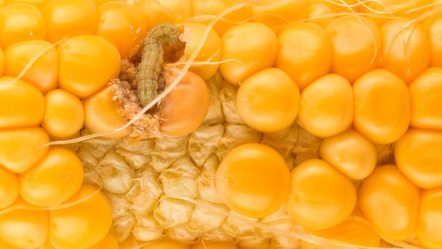 worm eating the corn