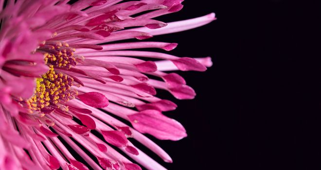 dahlia flower on a black background