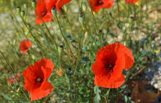 A close-up image of colourful red poppies, photographed on the beautiful Greek Island of kefalonia.