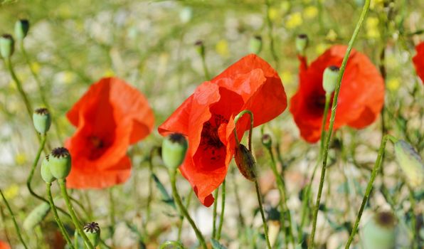 A close-up image of colourful red poppies, photographed on the beautiful Greek Island of Kefalonia.