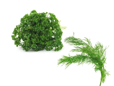 Bunch of fresh green parsley isolated on white background