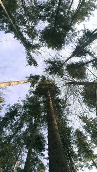 Trees in a forest