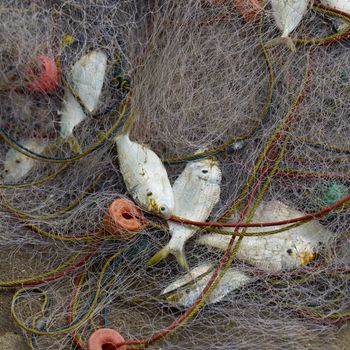 A lot of Fish in fish net. Just caught a lot of fish in a boat.