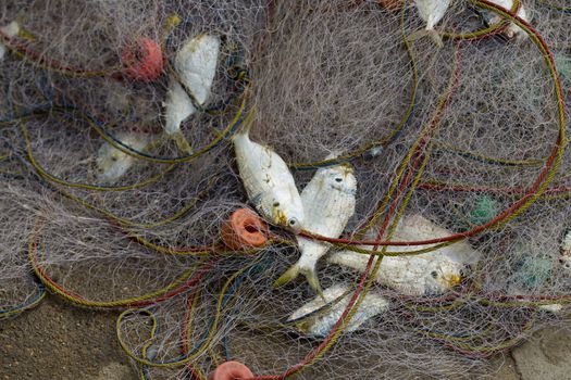 A lot of Fish in fish net. Just caught a lot of fish in a boat.