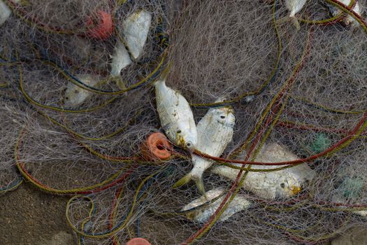 A lot of Fish in fish net. Just caught a lot of fish in a boat.