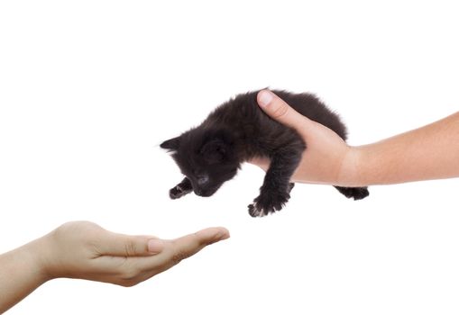 hand holding a black kitten