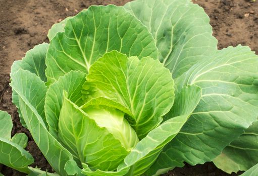 Fresh Cabbage