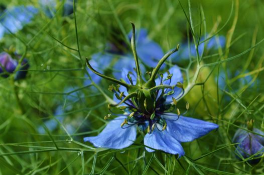 Close-up image of colourful blue Nigella flowers.