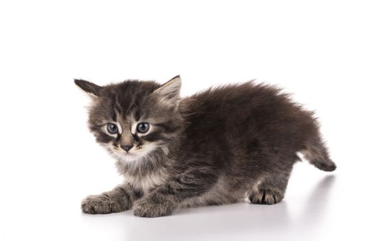 Small gray kitten isolated on white background