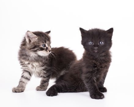 Small gray kittens isolated