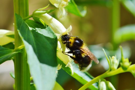 Close-up image of a Bumble Bee visiting a yellow Foxglove.