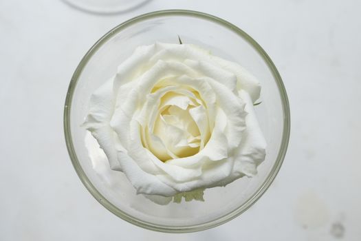 A glass with one big white rose flower on white background