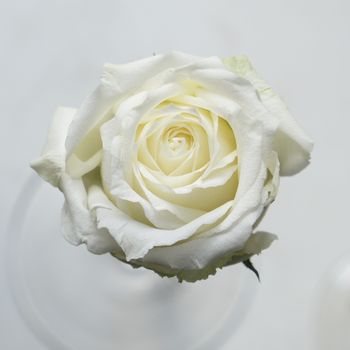 One White rose in a glass vase