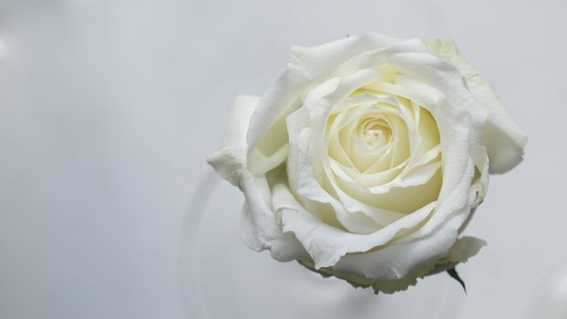 One White rose in a glass vase