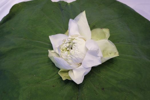 White Lotus flower isolate on lotus leaf