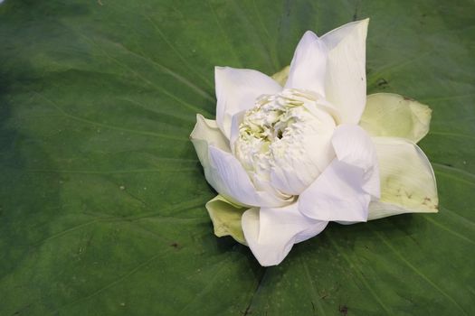 White Lotus flower isolate on lotus leaf
