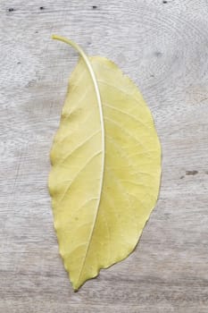 beautiful yellow leaf on wood background