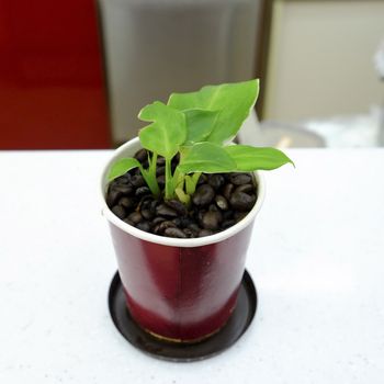 green plant in the small dark brown pot on white desk