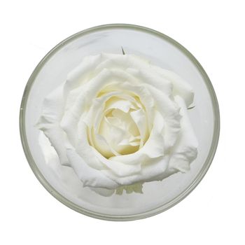 A glass with one big white rose flower on white background