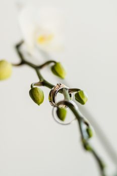 wedding gold rings on a flower, white gold