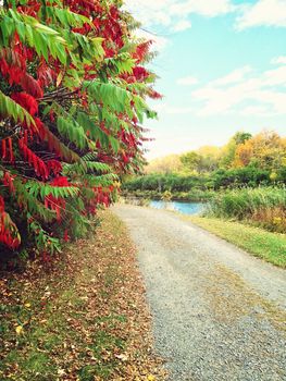 Country road and colorful autumn trees. Quebec, Canada.