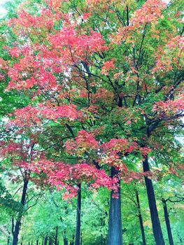 Beautiful maple trees in early autumn. Quebec, Canada.