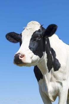 Portrait of black and white cow in blue sky