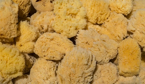 A Variety of Yellow and Brown Sea Sponges