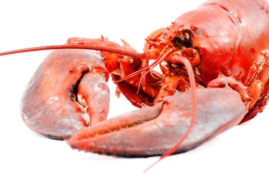 Boiled lobster isolated on white background