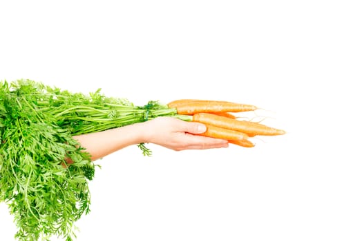 Carrot vegetable with leaves isolated on white background cutout in human hand