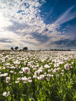 A huge field of white poppies tinged with pink bask in the strong sunlight