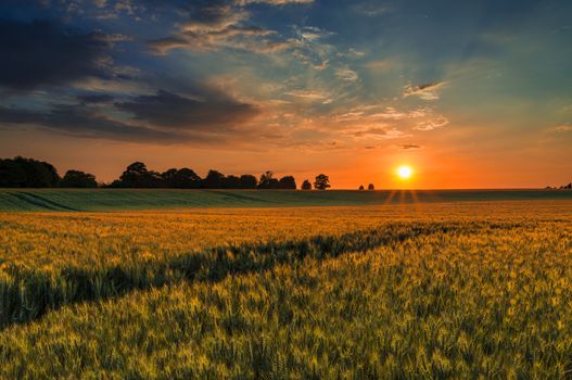 The sun sets over a green and gold, flowing crop of wheat or barley on a farm on a hill in England. The thin clouds are illuminated by the sun in red, orange, gold