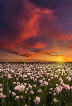 As the sun goes down a million white poppies bask in the afterglow