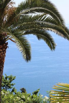 View of the Mediterranean sea and a palm tree in Roquebrune Cap Martin