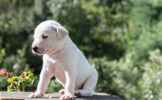 Little puppy for the first time in the garden