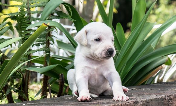 Little puppy for the first time in the garden