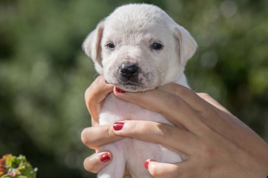 Small cuddly puppy held in the hands of a woman