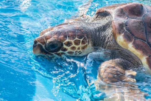 Beautiful sea turtle (Eretmochelys Imbricata) in the surface of a aquarium pool