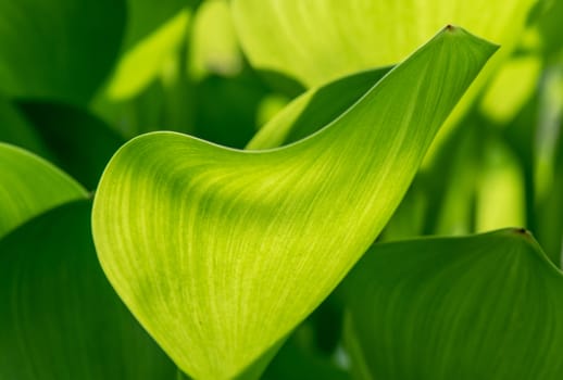 Beautiful green composition with green leafs of Eichhornia Crassipes