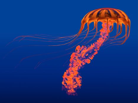 The Jellyfish is a transparent gelatinous predator that uses its stinging tentacles to catch fish and small prey.