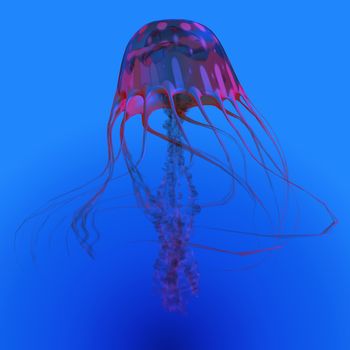 The Jellyfish is a transparent gelatinous predator that uses its stinging tentacles to catch fish and small prey.