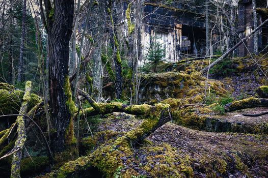 Fallen trees trunks in the coniferous forest