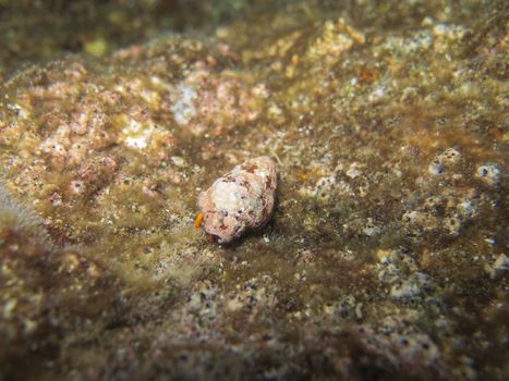 closed up the hermit crab underwater in Similan, Thailand