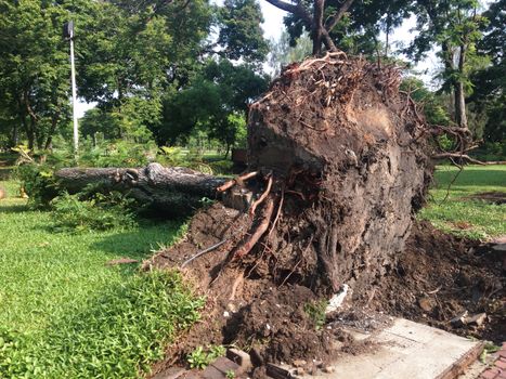 the tree is falling on a ground after storm