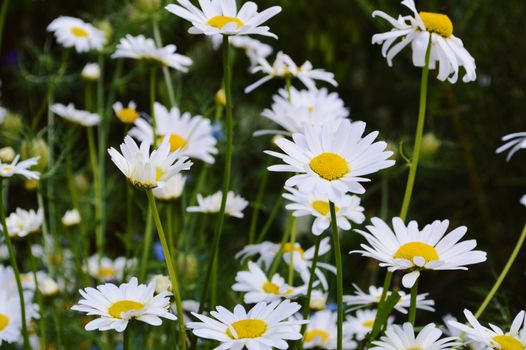 A close-up image of colourful Oxeye Daisies.