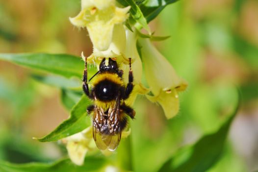 Close-up image of a Bumble Bee visiting a Yellow Foxglove.