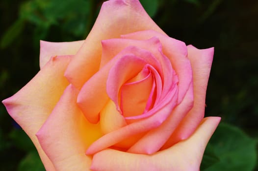 Close-up image of a beautiful pink rose bloom.
